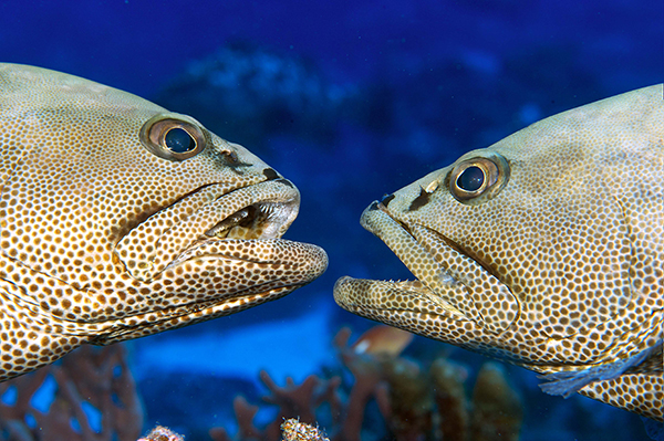 Groupers_fight_72