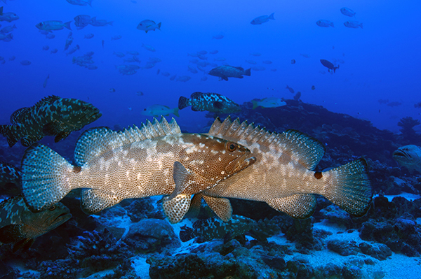 Groupers_social_behaviour_72